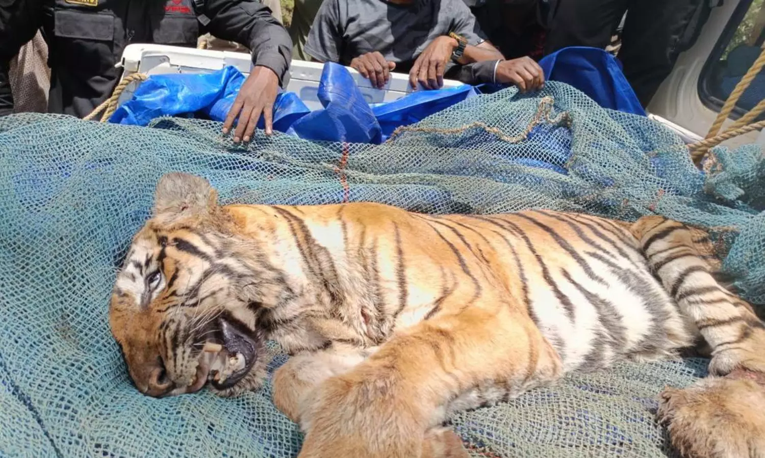 Tiger shot dead in Idukki after Tranquilizer attempt fails