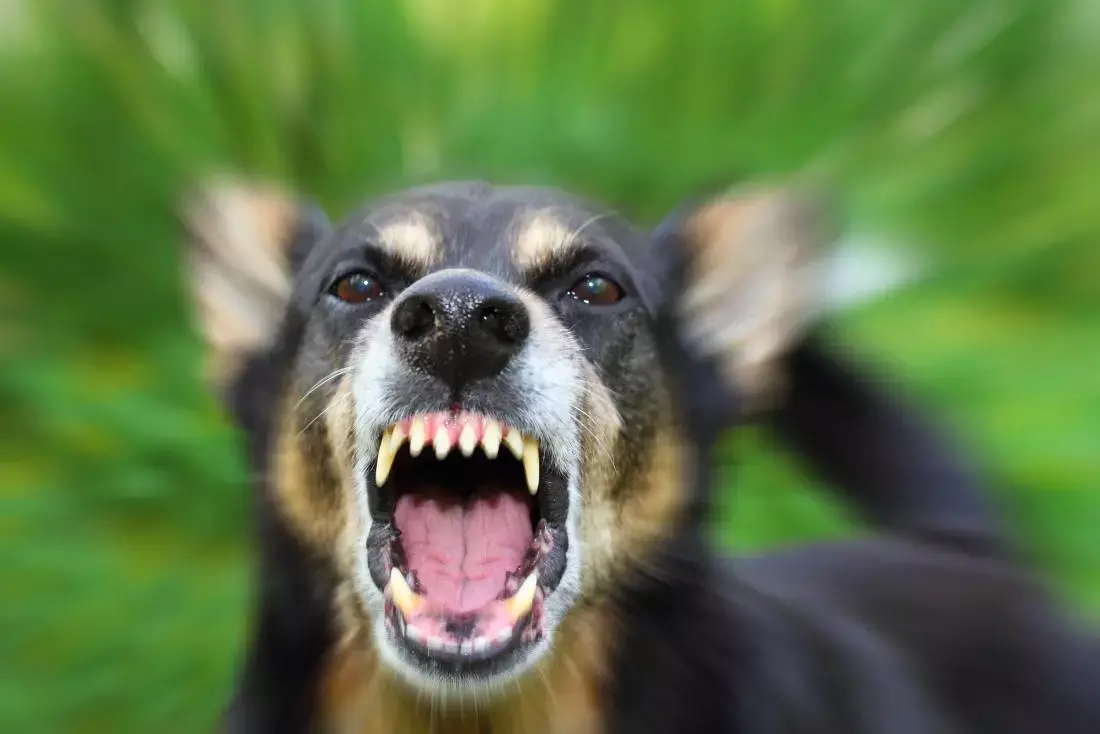 Suspected rabid dog attacks over 30 people in Kannur