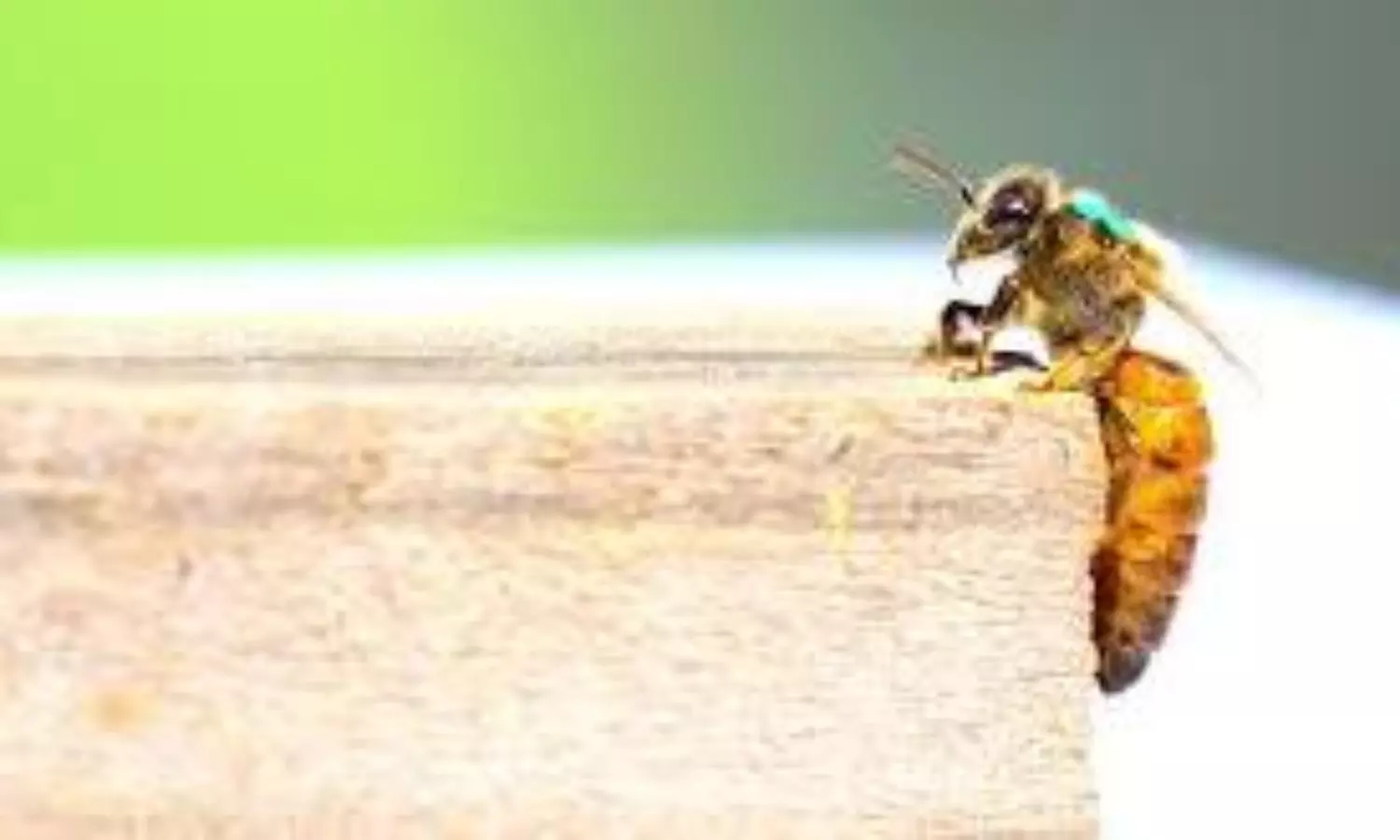 queen bee