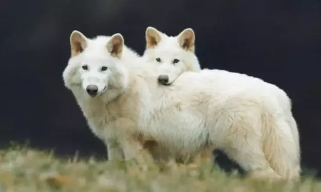 Scientists resurrect Dire Wolves after 12,500 years of extinction