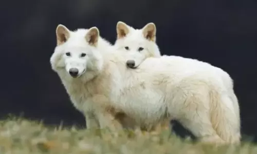 Scientists resurrect Dire Wolves after 12,500 years of extinction