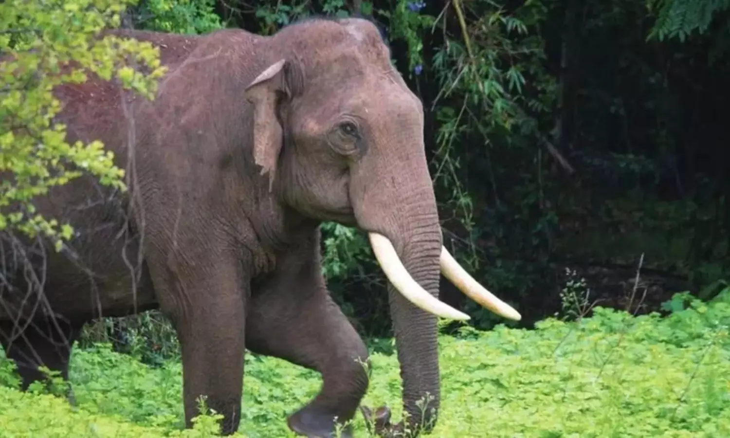 Public hartal in Athirappilly over recent elephant attack deaths