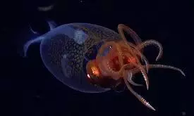 colossal squid