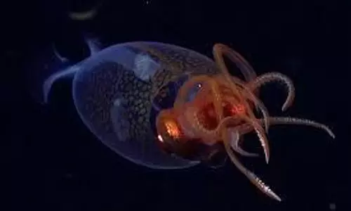 colossal squid