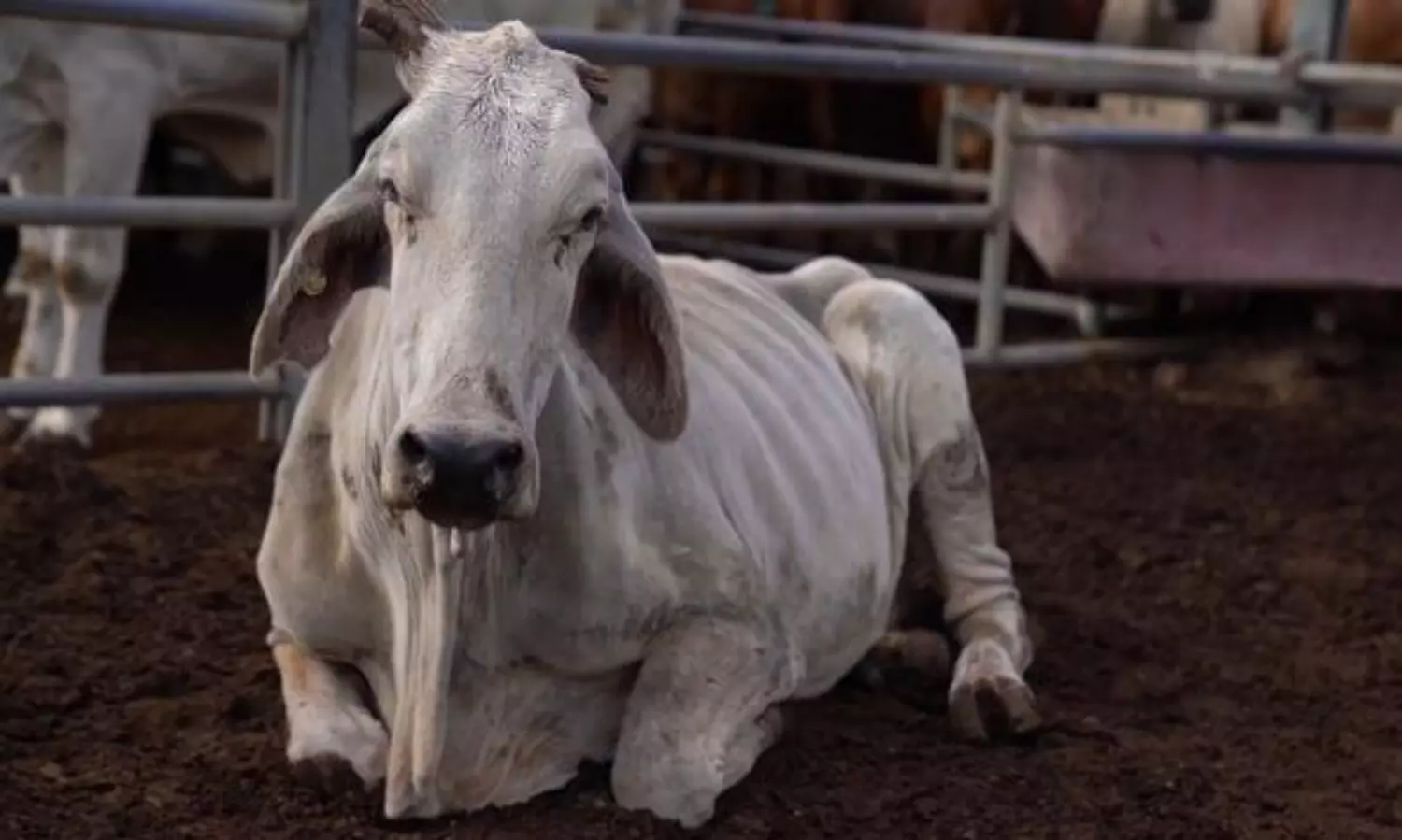 Shocking! Men pull bull to death in Uttar Pradesh on camera