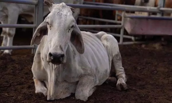 Shocking! Men pull bull to death in Uttar Pradesh on camera