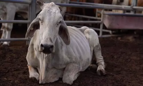 Shocking! Men pull bull to death in Uttar Pradesh on camera