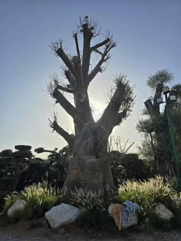 700-year-old tree on sale for Dhs1.3m in UAE