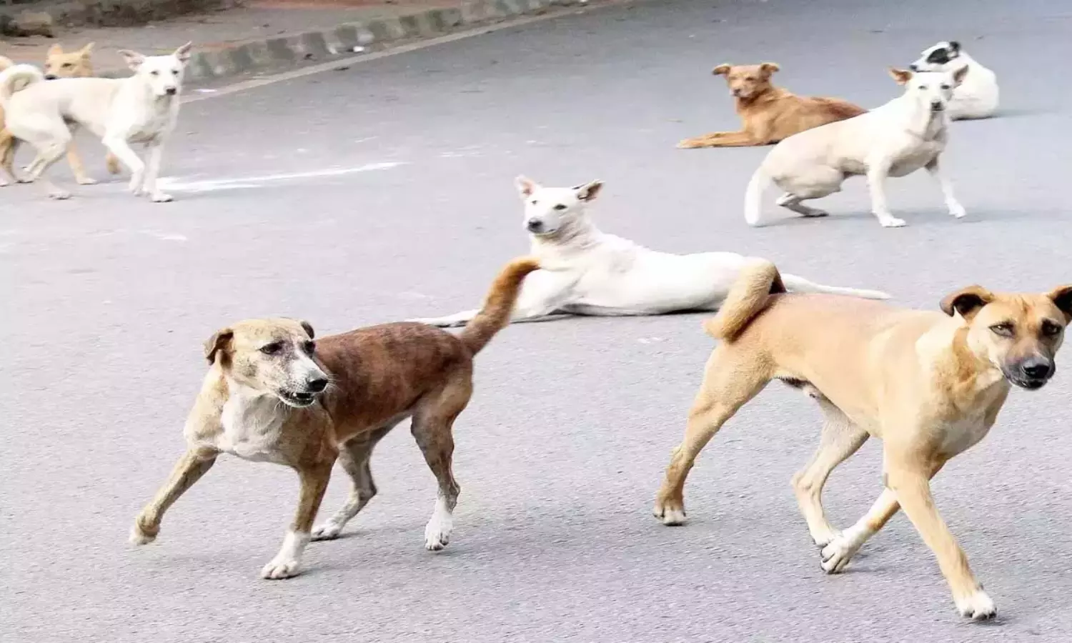 Dog lovers continue protests for 2nd day against Supreme Court ruling