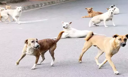 Dog lovers continue protests for 2nd day against Supreme Court ruling Dog lovers continue protests for 2nd day against Supreme Court ruling