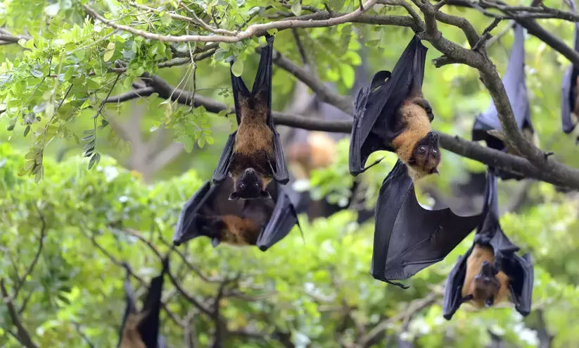 Nipah scare in Kerala again! 42-yr-old woman tests postive