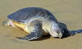 olive ridely turtle