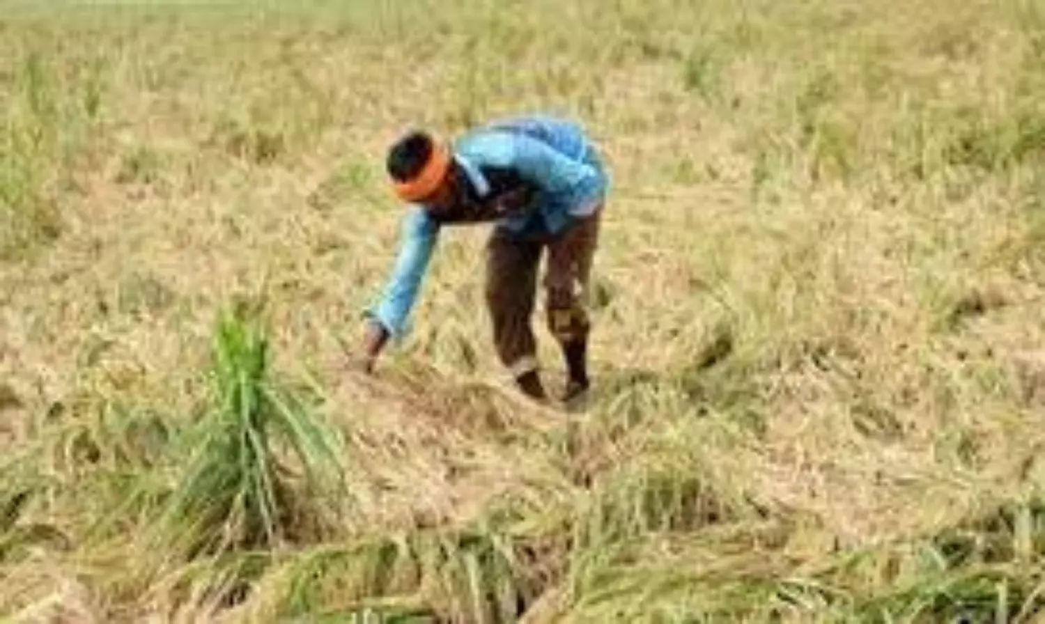Tamil Nadu farmers seek compensation for crop loss after unseasonal rain