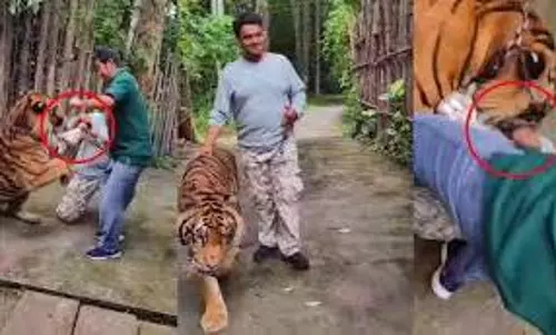 tiger attack