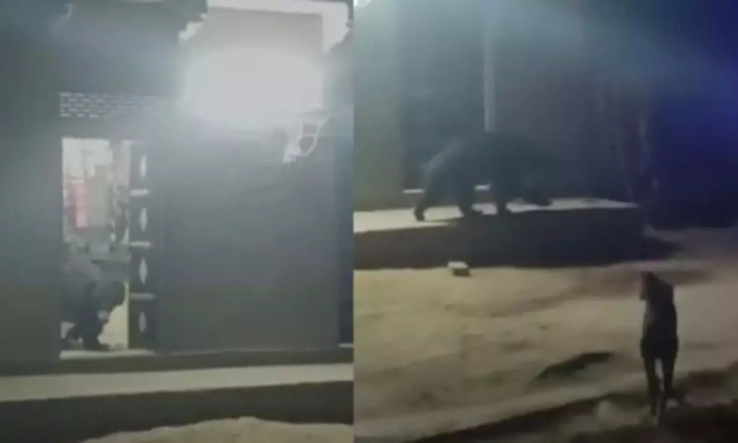 Bear breaks into homes in Rajasthan village, gorges itself on milk, ghee