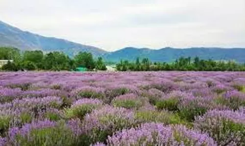 lavender