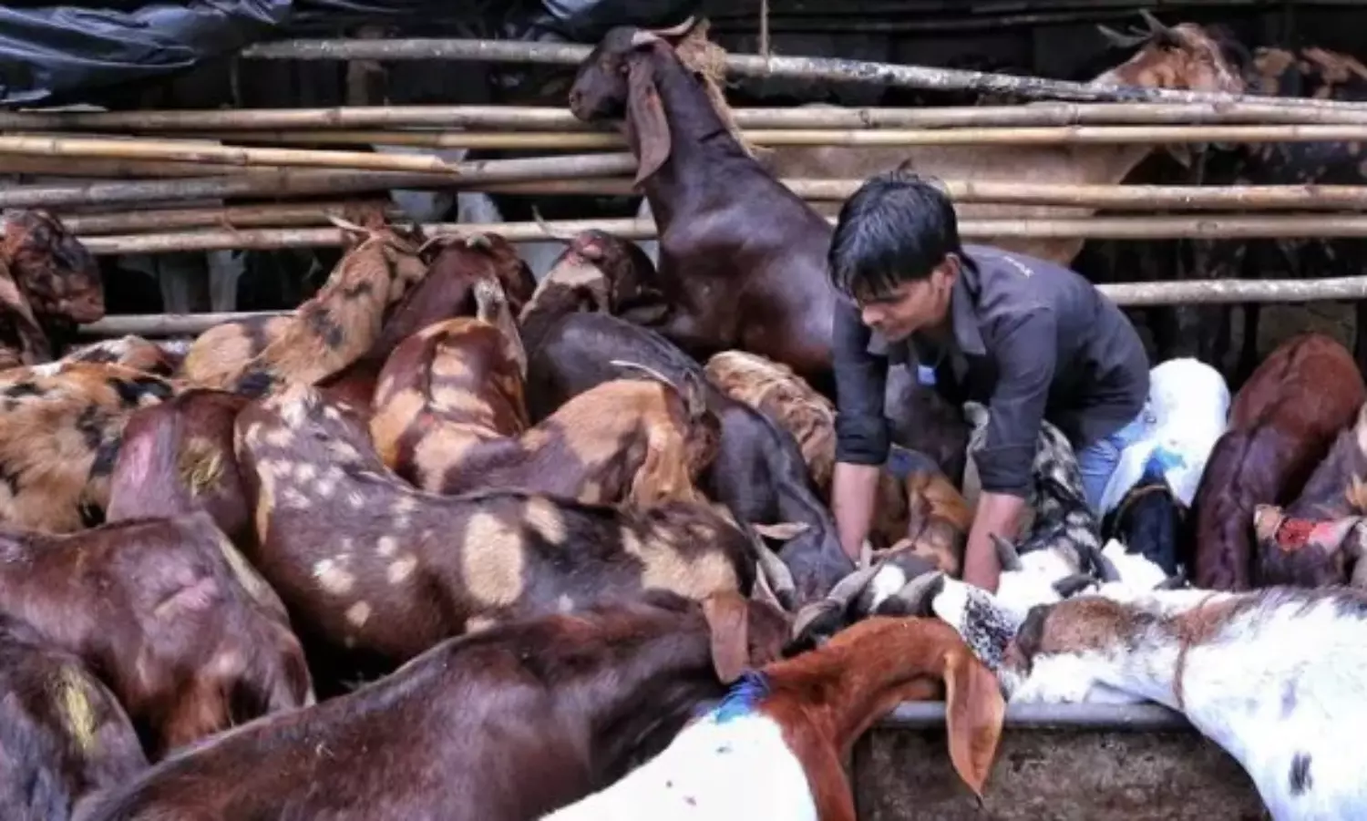 Sambhal in UP bans animal slaughter in public places during Bakri Eid