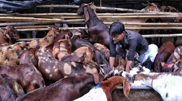 Sambhal in UP bans animal slaughter in public places during Bakri Eid
