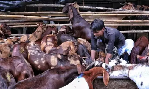 Sambhal in UP bans animal slaughter in public places during Bakri Eid