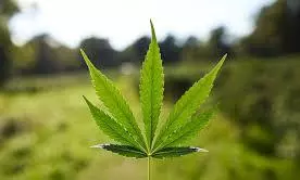 cannabis