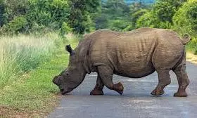 rhino