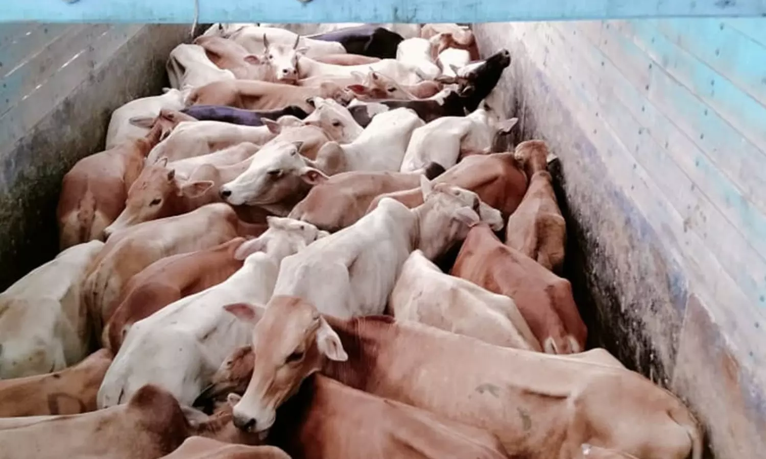 Illegal cattle slaughter during Eid: Assam arrests 16 suspects