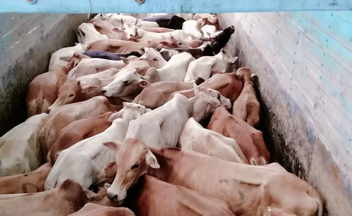 Illegal cattle slaughter during Eid: Assam arrests 16 suspects