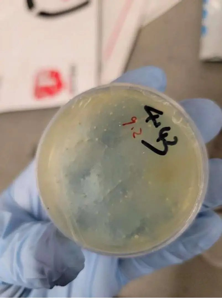 Smuggling roundworms into University of Michigan lab; FBI arrests Chinese researcher
