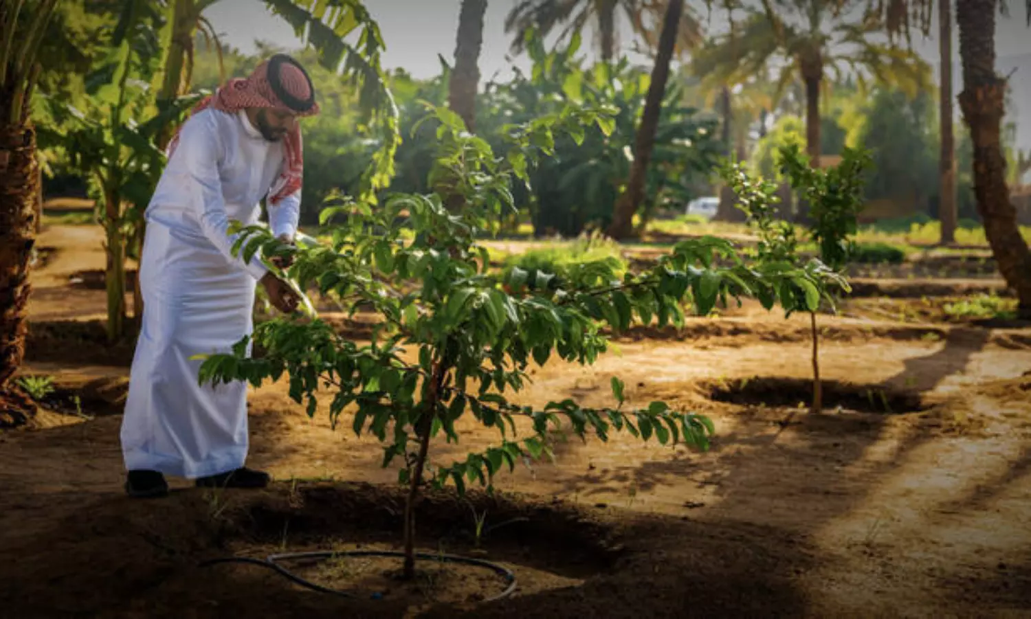 Taif Municipality launches tree-planting drive to promote community development