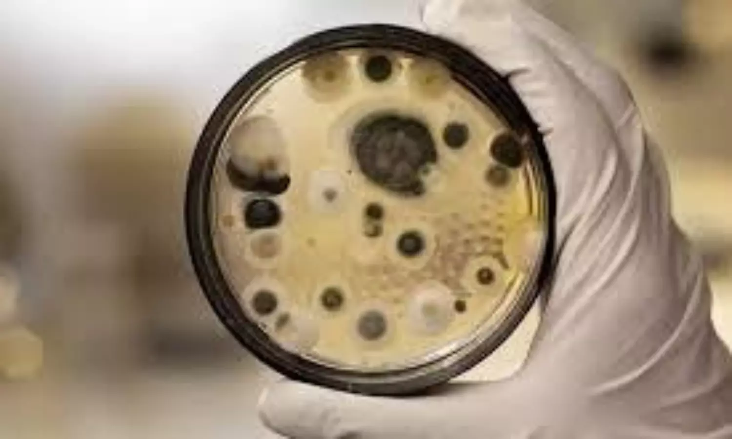 pharaoh’s curse fungus