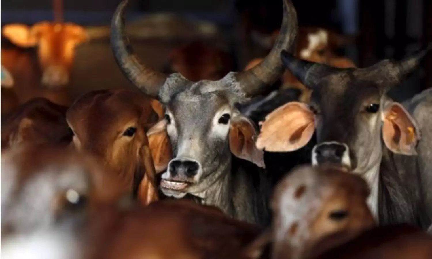 Farmers in MP beaten over bull transport; cops take no action against vigilantes
