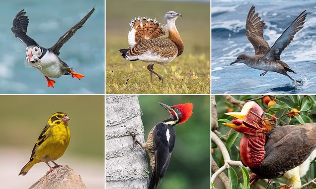 Over 500 bird species could go extinct in 100 yrs: Study