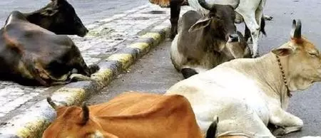 Cow vigilantes attack cattle traders sparking tension in Shamshabad