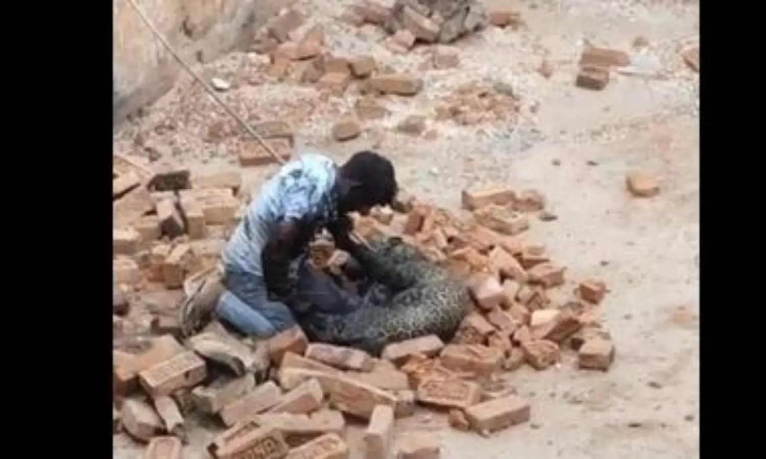 Video of UP labourer wrestling leopard with bare hands goes viral