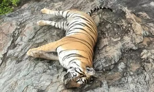 Tigress, four cubs suspected poisoned in Karnataka; probe ordered