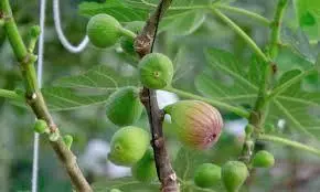 fig