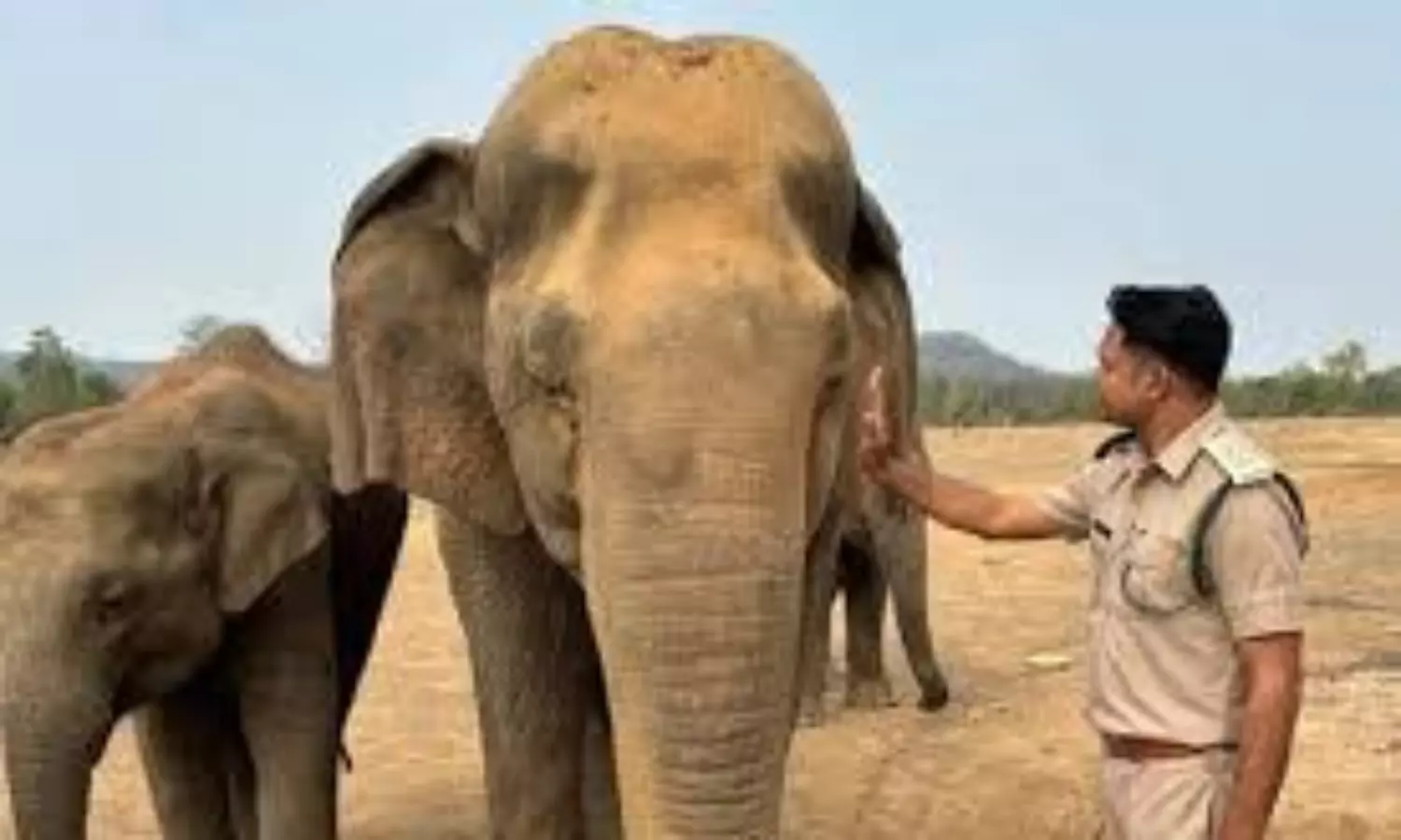 asians oldest elephant