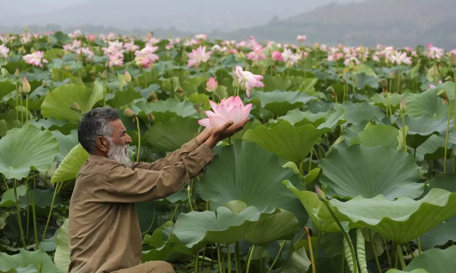 Lotuses bloom again in J-K’s Wular Lake after decades of disappearance