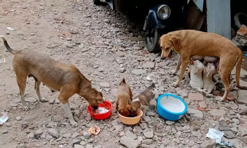 Bengaluru administration plans to serve stray dogs chicken biriyani!