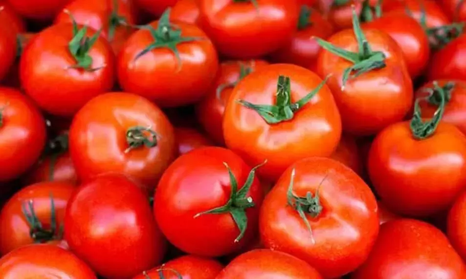 US imposes 17% import tariff on Mexican tomatoes