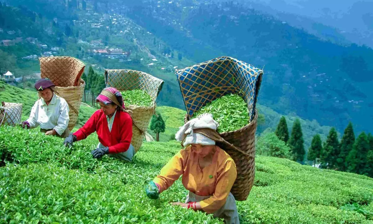 India’s tea exports grow 2.85% to reach 257 million kg in FY 2024-25
