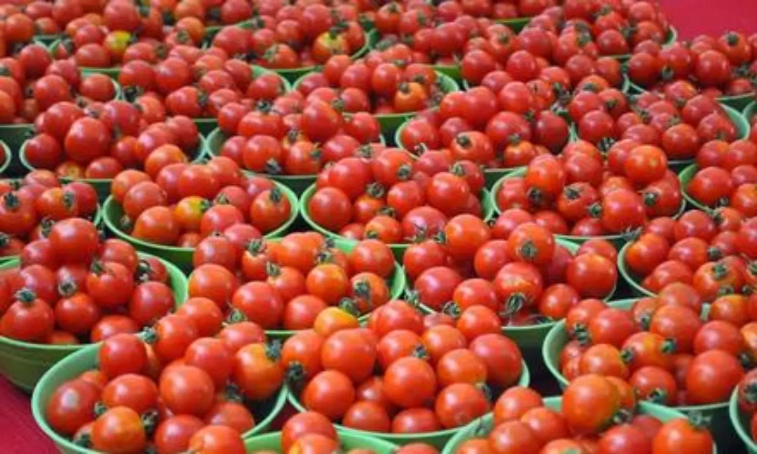 Tomato prices soar in Tamil Nadu as rains disrupt supply