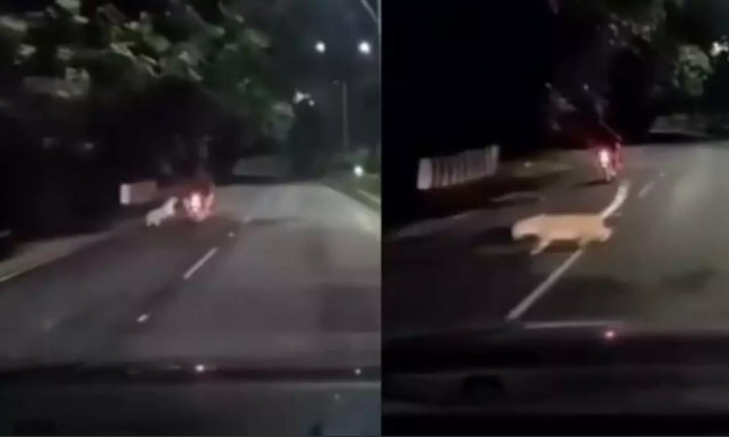 Chilling visuals of leopard lunging at a motorbike rider go viral, man escapes unhurt in AP