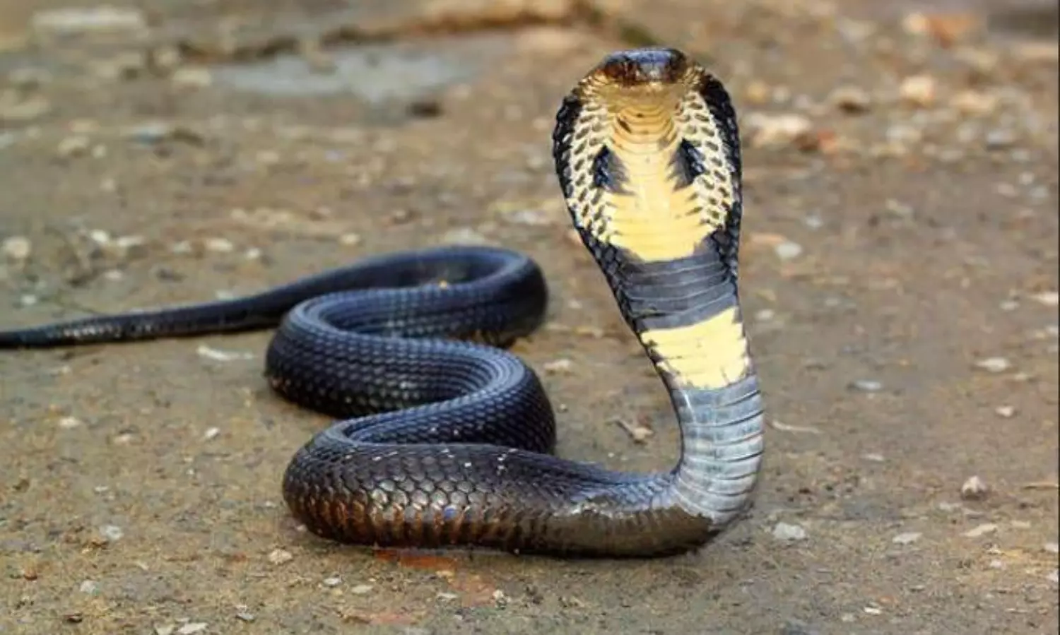 One-year-old bites cobra to death in Bihar village