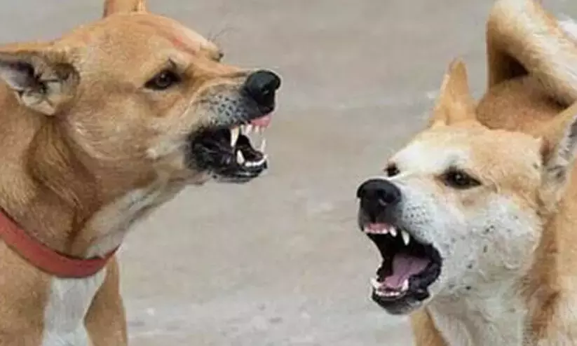 Hundreds of dog bites!’: Supreme court takes suo motu cognisance