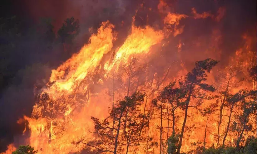 Turkey wildfire: death toll reaches 17; 97 people booked!