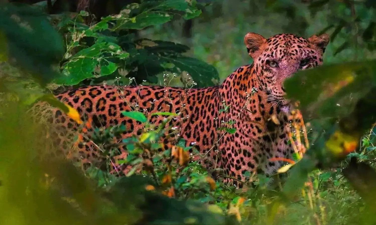 Leopard captured near Hyderabad to be moved to zoo park