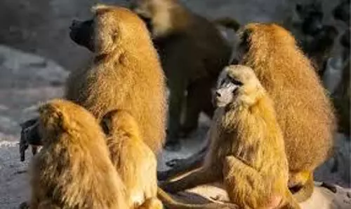 baboons