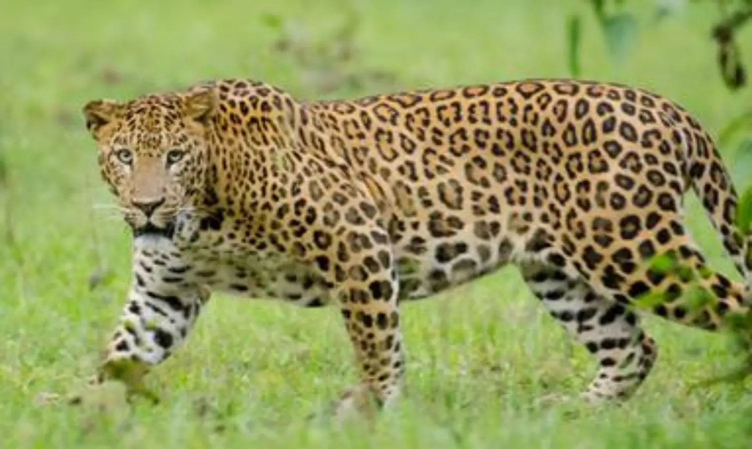 Kerala man fights off leopard to save 4-year-old son