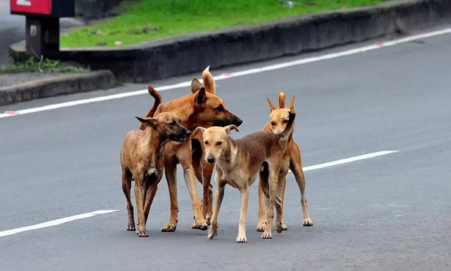 Munnar panchayat booked over alleged mass culling of stray dogs